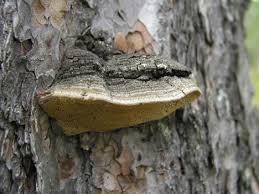 Attēlu rezultāti vaicājumam “Phellinus pini”