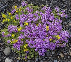Attēlu rezultāti vaicājumam “Thymus pulegioides fruit”