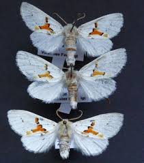 Attēlu rezultāti vaicājumam “Leucodonta bicoloria”