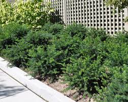 Attēlu rezultāti vaicājumam “Taxus”