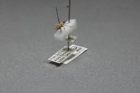 Attēlu rezultāti vaicājumam “Tetanops myopina”