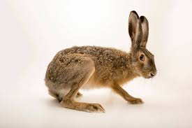 Attēlu rezultāti vaicājumam “Lepus europaeus”