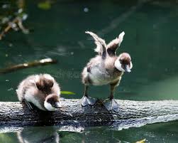 Attēlu rezultāti vaicājumam “Bucephala clangula juvenile”