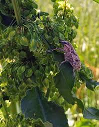 Attēlu rezultāti vaicājumam “Lycaeniinae”