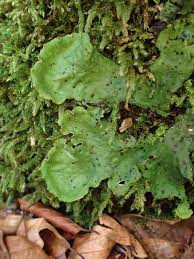 Attēlu rezultāti vaicājumam “Peltigera leucophlebia”