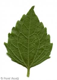 Attēlu rezultāti vaicājumam “Galinsoga quadriradiata leaf”