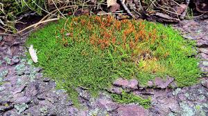 Attēlu rezultāti vaicājumam “Leskea polycarpa”