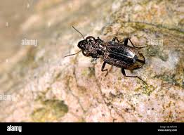 Attēlu rezultāti vaicājumam “Notiophilus biguttatus”