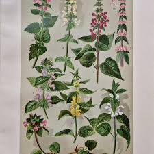 Attēlu rezultāti vaicājumam “Labiatae”