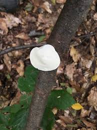 Attēlu rezultāti vaicājumam “Tyromyces chioneus”