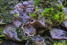 Attēlu rezultāti vaicājumam “Ceriporia”