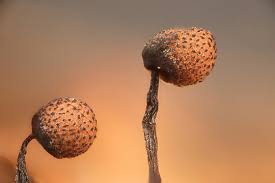 Attēlu rezultāti vaicājumam “Cribraria piriformis young”