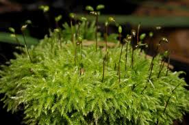 Attēlu rezultāti vaicājumam “Sciuro-hypnum populeum”