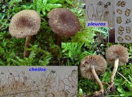 Attēlu rezultāti vaicājumam “Inocybe lanuginosa”
