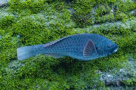 Image result for Sparisoma frondosum