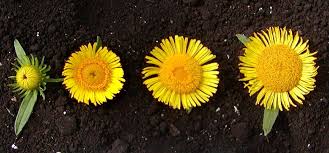 Attēlu rezultāti vaicājumam “Inula britannica flower”