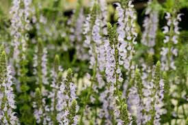 Attēlu rezultāti vaicājumam “Salvia nemorosa fruit”