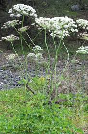 Attēlu rezultāti vaicājumam “Laserpitium latifolium leaf”