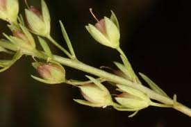 Attēlu rezultāti vaicājumam “Veronica scutellata bud”