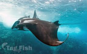 Image result for Mobula birostris