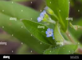 Attēlu rezultāti vaicājumam “Myosotis sparsiflora flower”