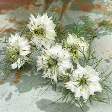 Image result for Nigella damascena