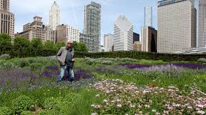 Image result for Piet Oudolf