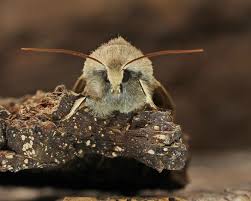 Attēlu rezultāti vaicājumam “Orthosia munda”