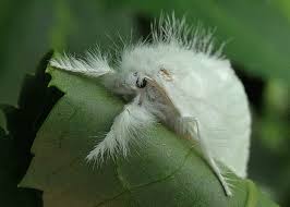 Attēlu rezultāti vaicājumam “Euproctis similis”