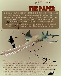 Image result for Pristis pectinata