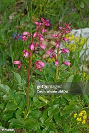 Image result for Diptam