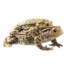 Attēlu rezultāti vaicājumam “Bufo bufo”
