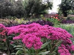 Attēlu rezultāti vaicājumam “Sedum pallidum bud”