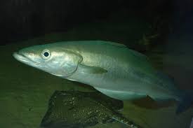 Image result for Pollachius pollachius