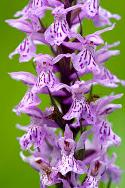 Attēlu rezultāti vaicājumam “Dactylorhiza”