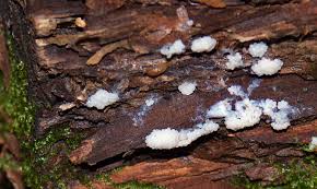 Attēlu rezultāti vaicājumam “Brefeldia maxima young”