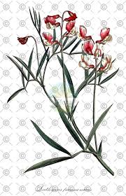 Attēlu rezultāti vaicājumam “Lathyrus palustris bud”