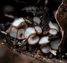 Attēlu rezultāti vaicājumam “Xylaria longipes”