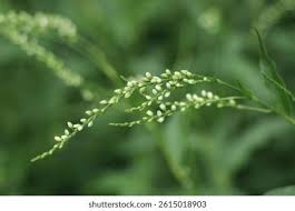 Attēlu rezultāti vaicājumam “Persicaria hydropiper leaf”
