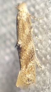 Attēlu rezultāti vaicājumam “Bucculatricidae”