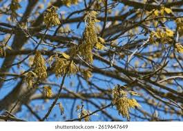 Attēlu rezultāti vaicājumam “Quercus rubra flower”