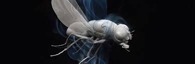 Image result for mondo