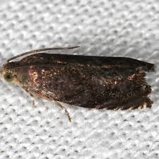 Attēlu rezultāti vaicājumam “Diachea muscorum stalked”