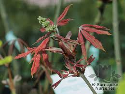 Attēlu rezultāti vaicājumam “Aesculus x neglecta”