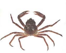 Image result for Hyas coarctatus