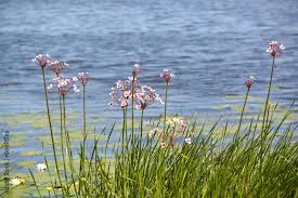 Attēlu rezultāti vaicājumam “Butomus umbellatus”