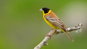Image result for Emberiza melanocephala