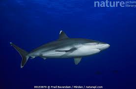 Image result for Carcharhinus albimarginatus