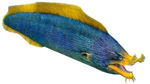 Image result for Muraena helena