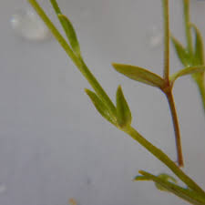 Attēlu rezultāti vaicājumam “Stellaria crassifolia”